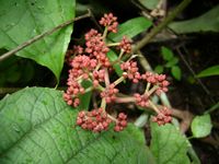 Ampelocissus africanus fl-t.JPG